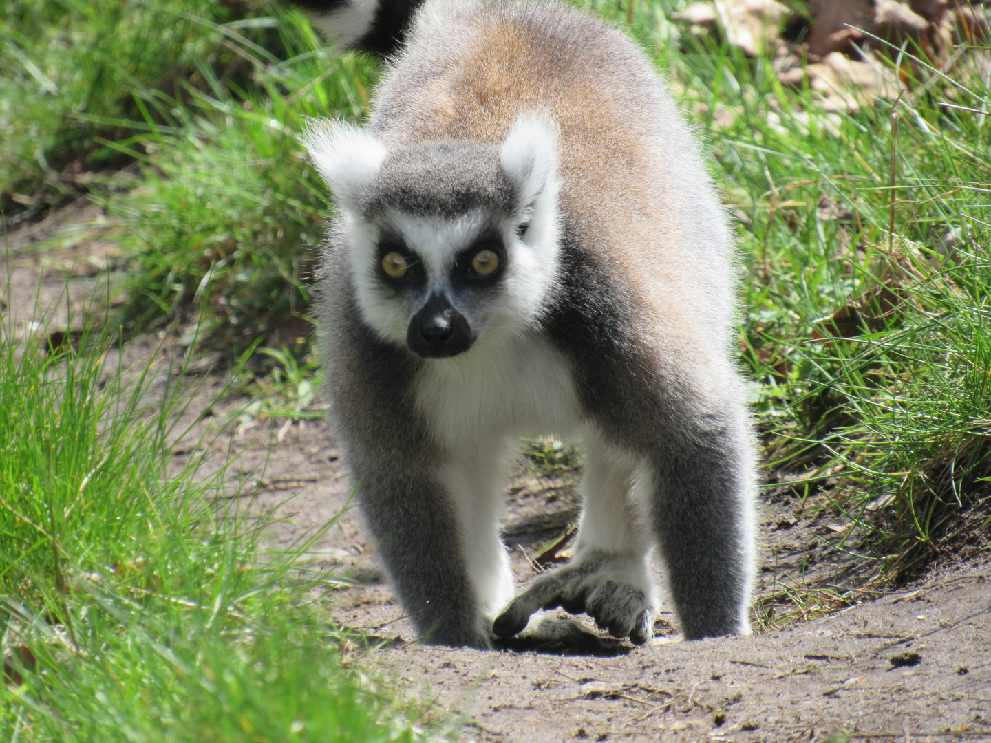 Ring-Tailed Lemur