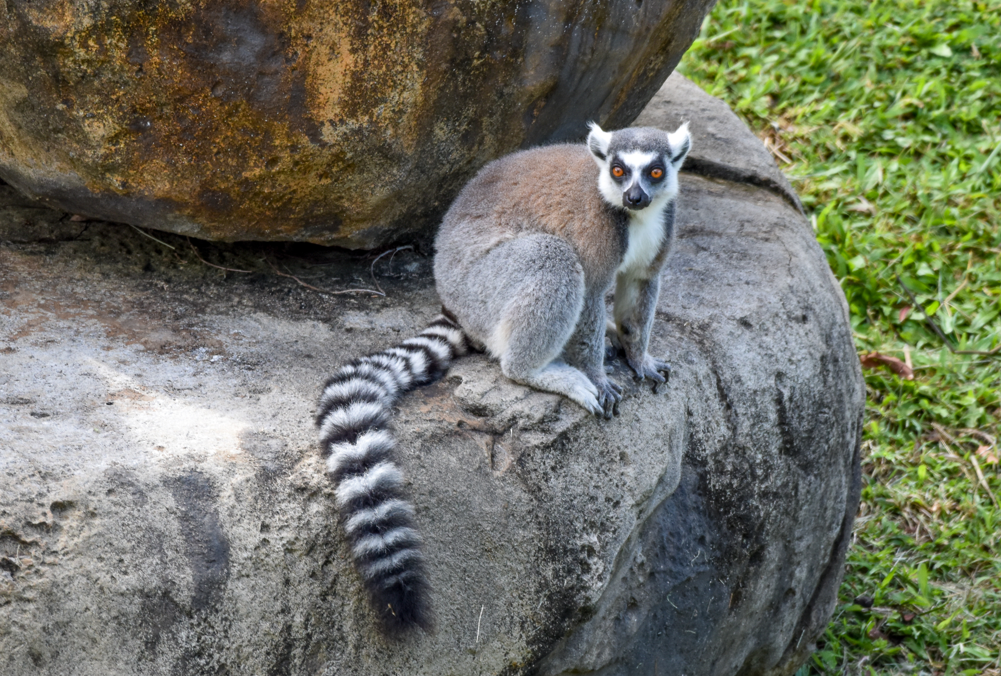 Ring-tailed Lemur