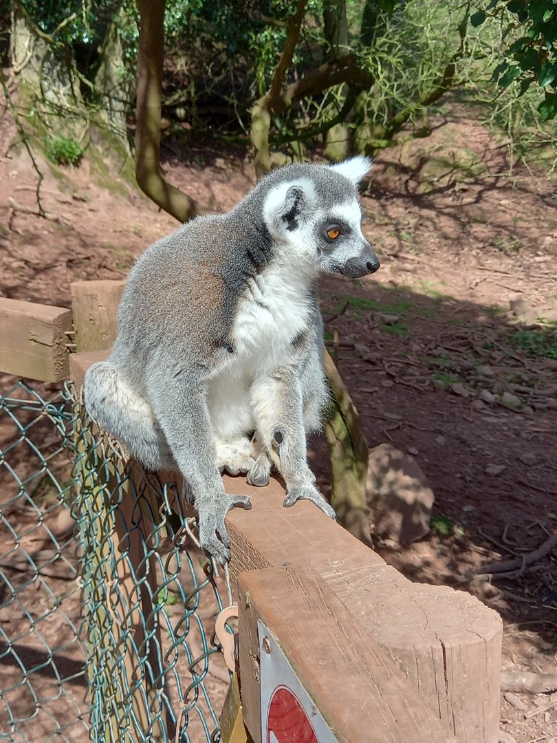 Ring-tailed Lemur