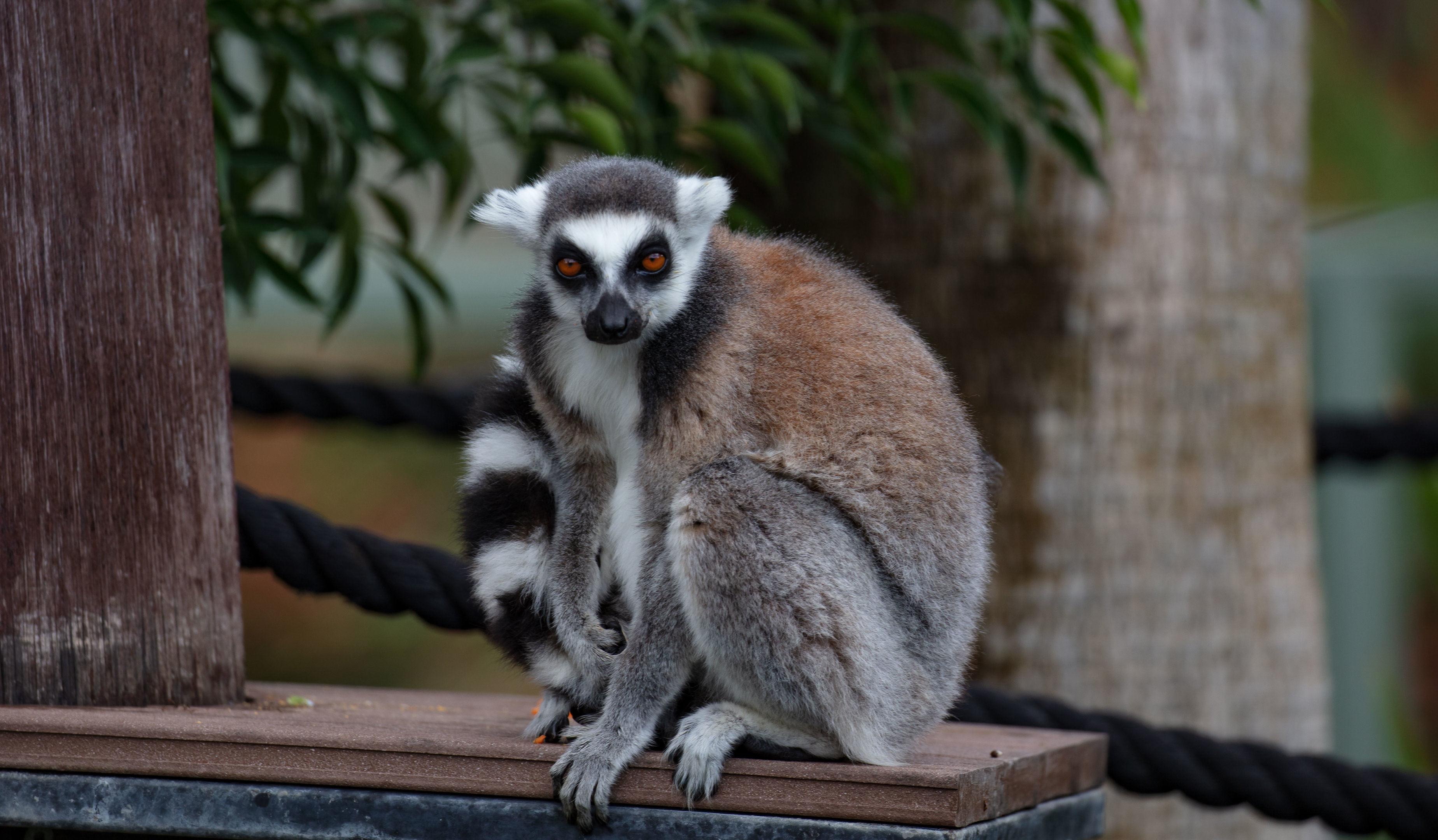 Ring-tailed Lemur