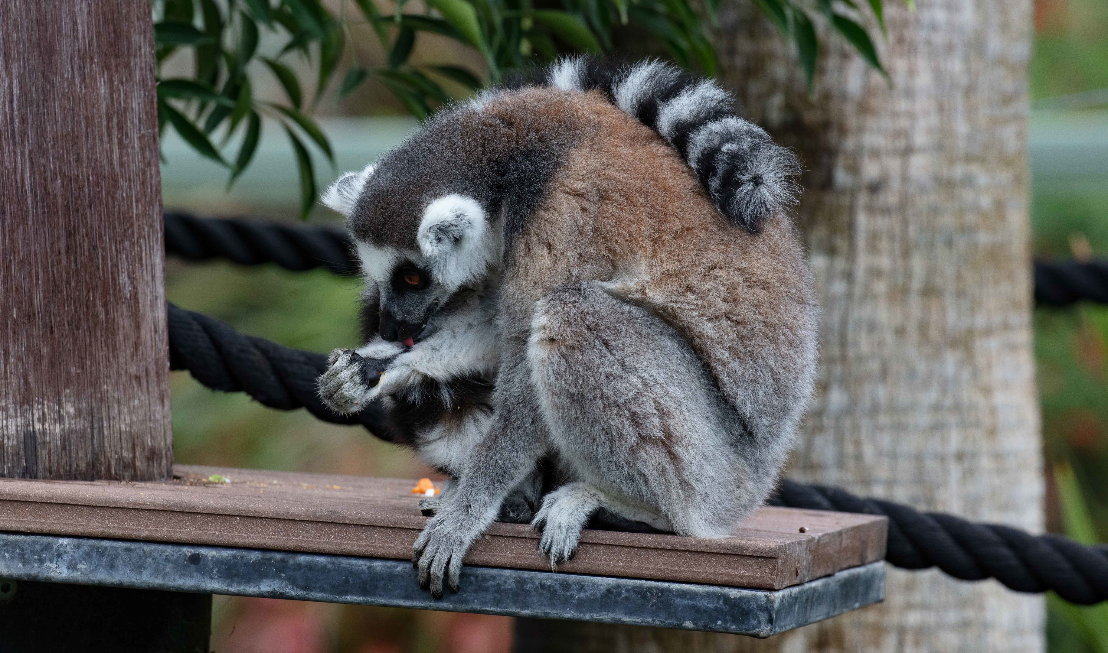 Ring-tailed Lemur