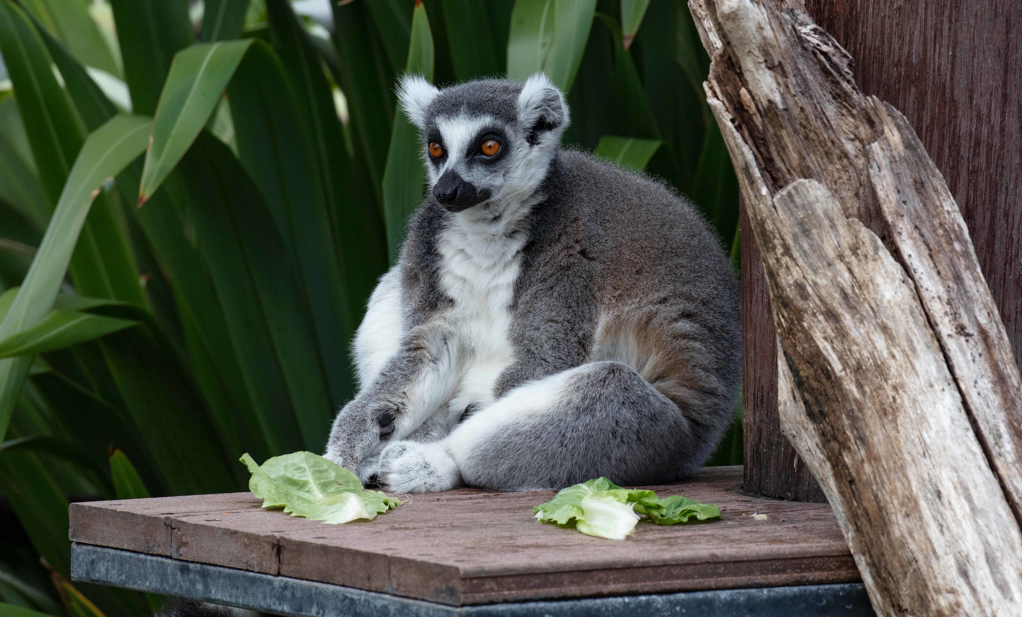 Ring-tailed Lemur