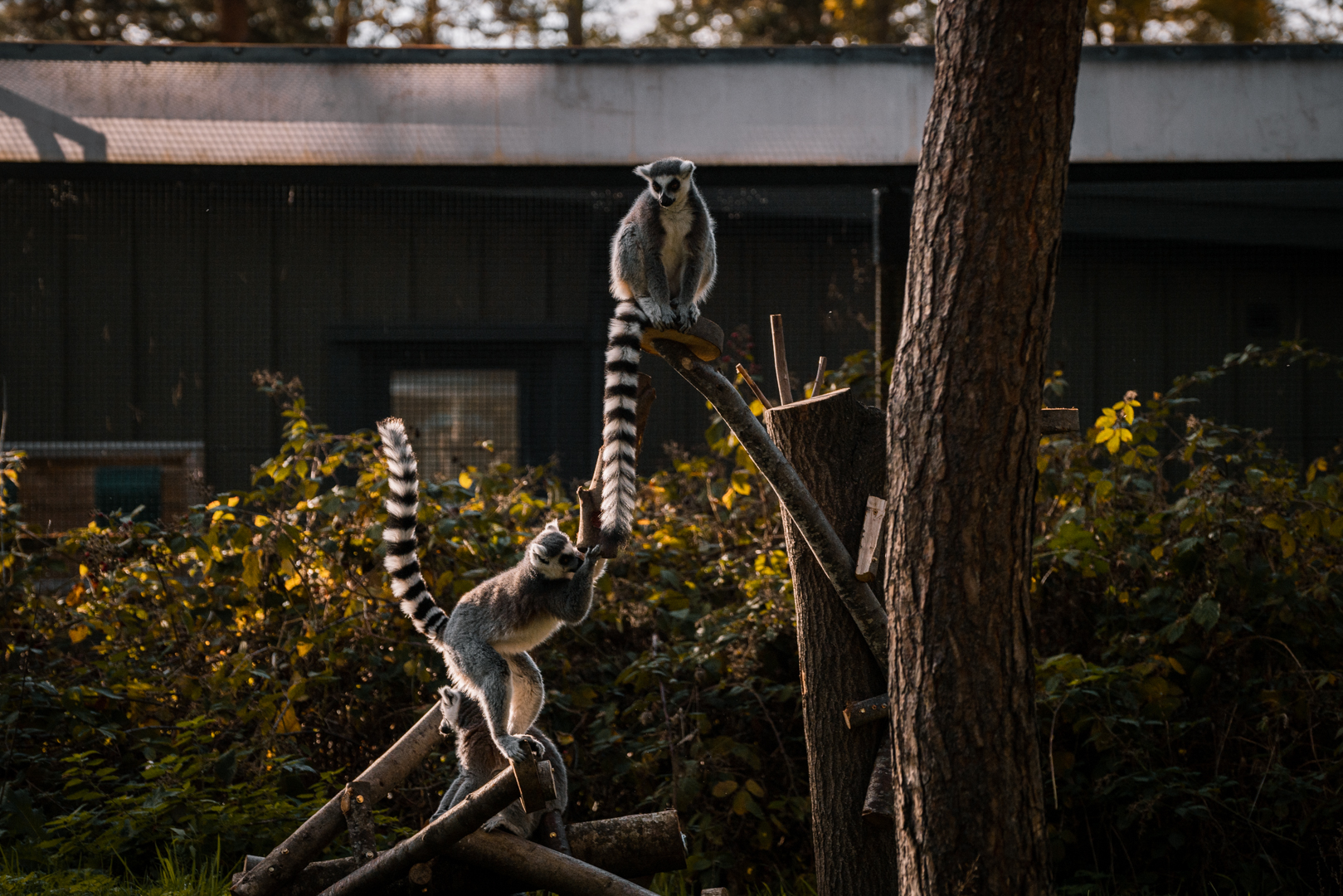 Ring Tailed Lemur