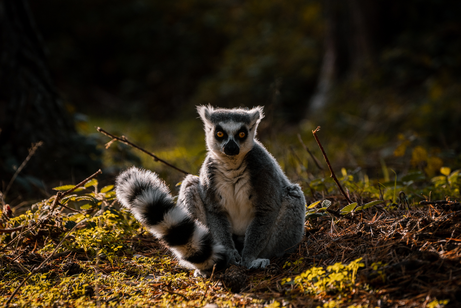Ring Tailed Lemur