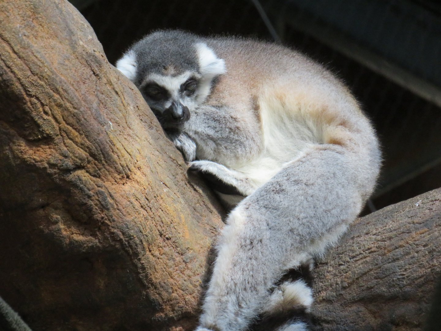 Ring-tailed lemur