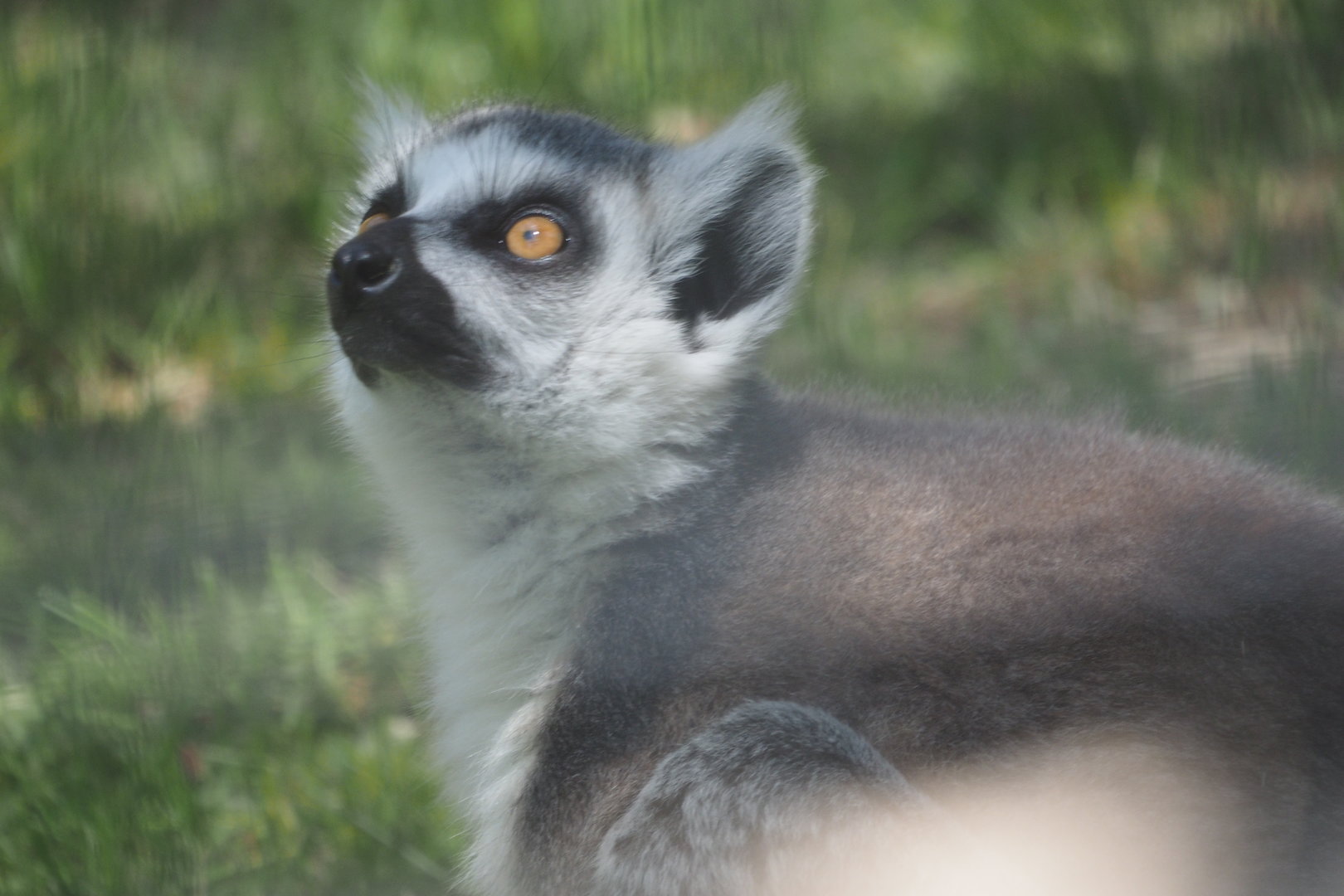 Ring-Tailed Lemur