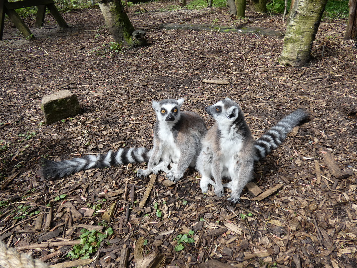 Ring-tailed lemur