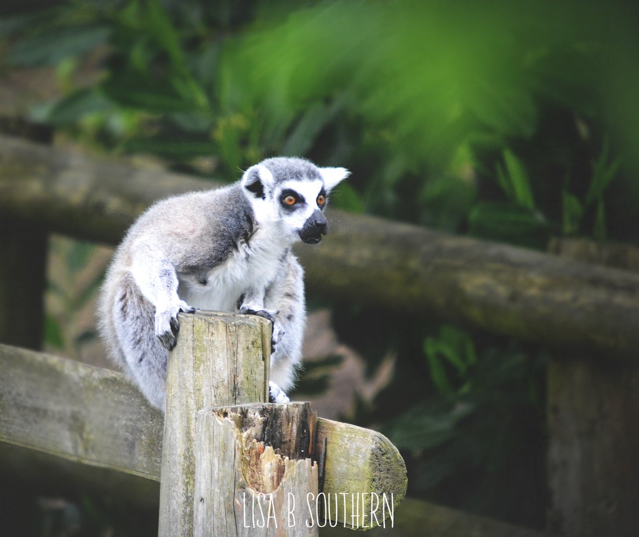 Ring Tailed Lemur