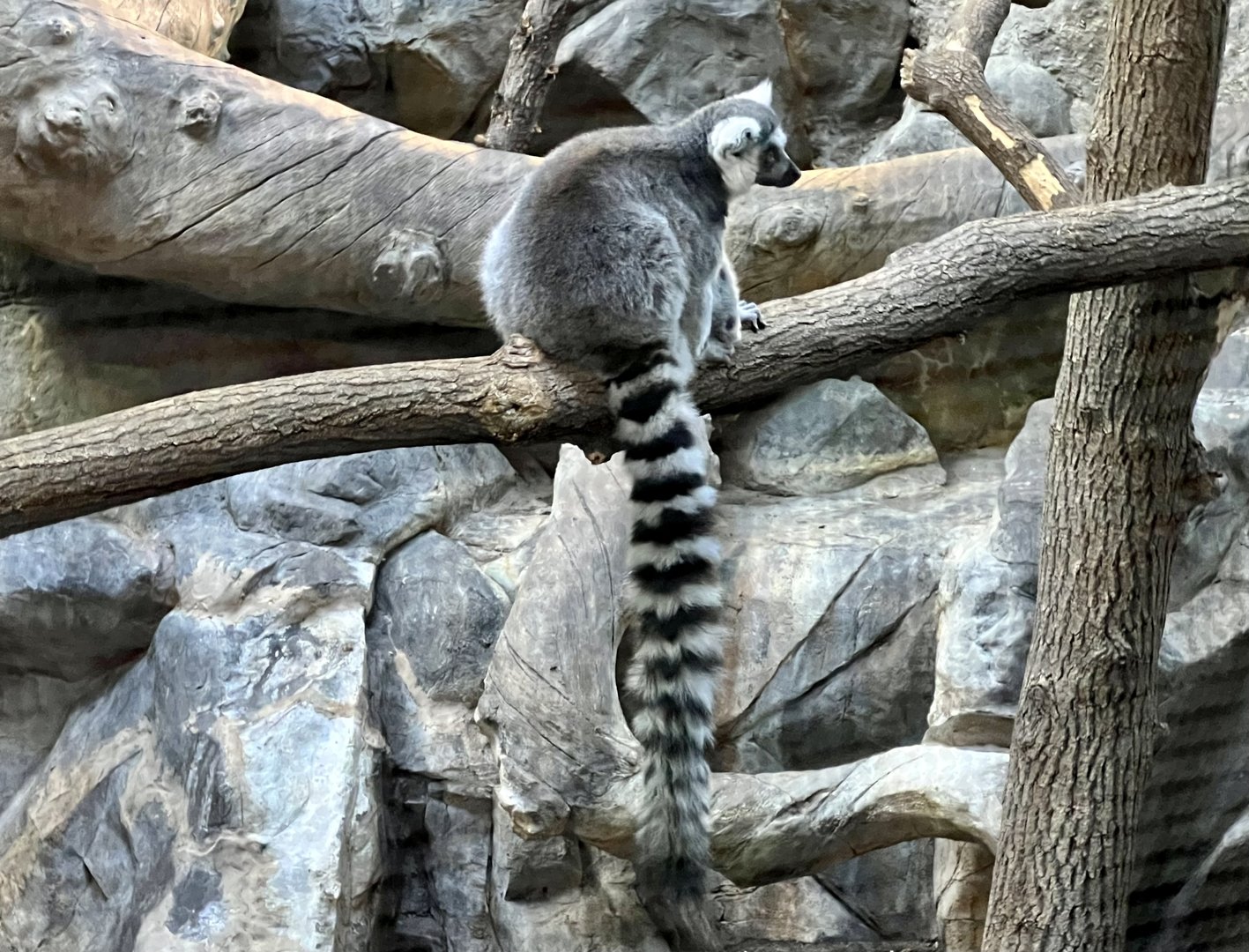 Ring-tailed Lemur