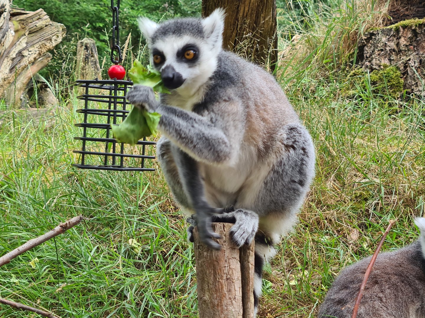 Ring-tailed lemur