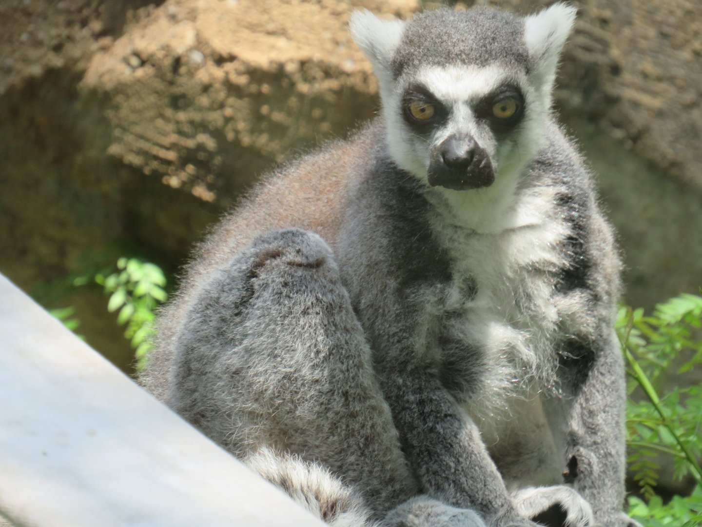 Ring-tailed lemur