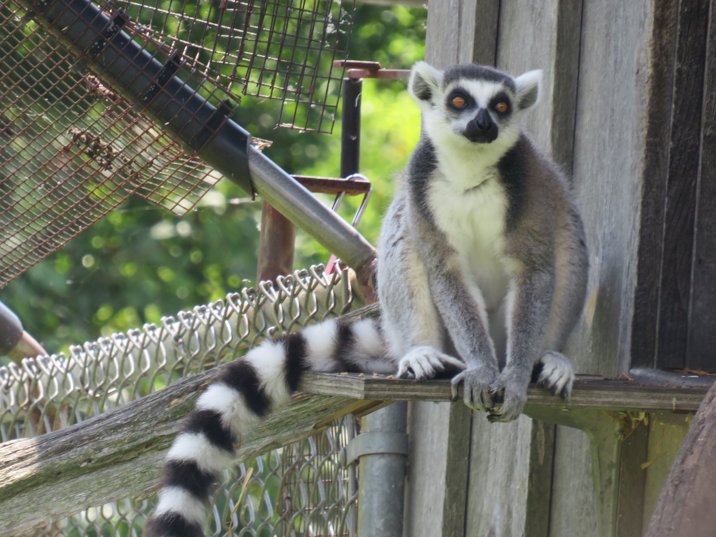 Ring-tailed lemur