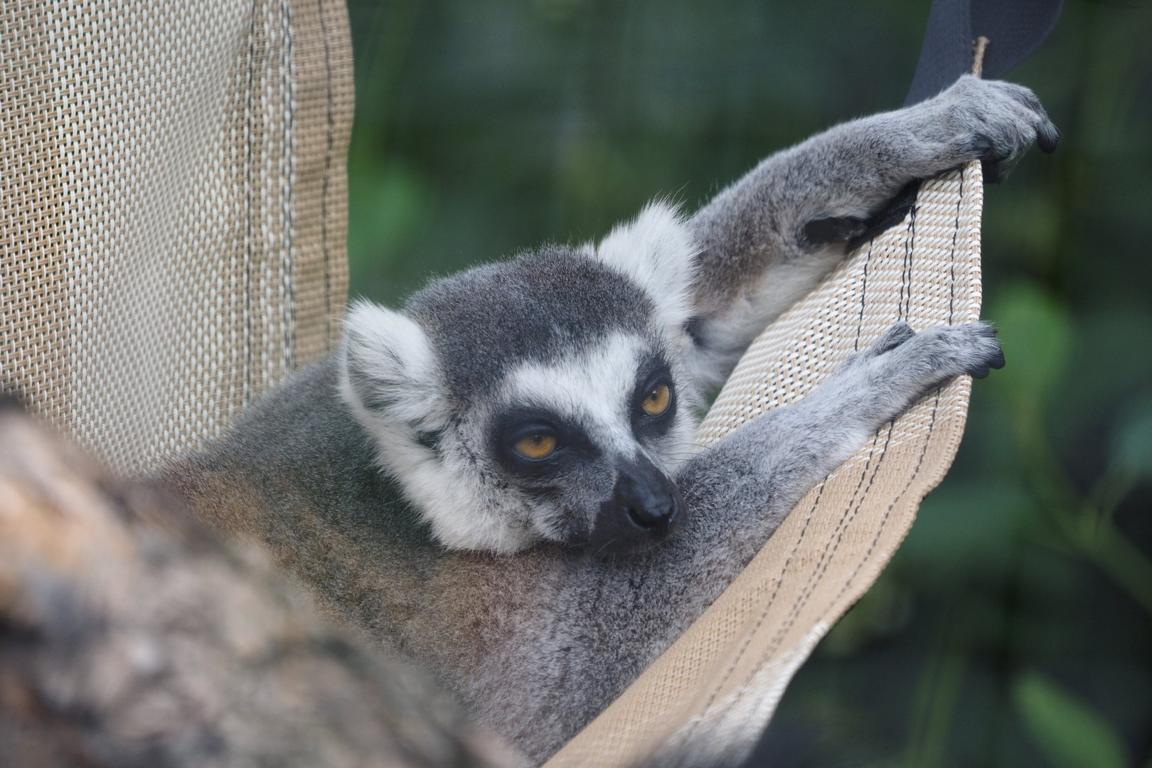 Ring-Tailed Lemur
