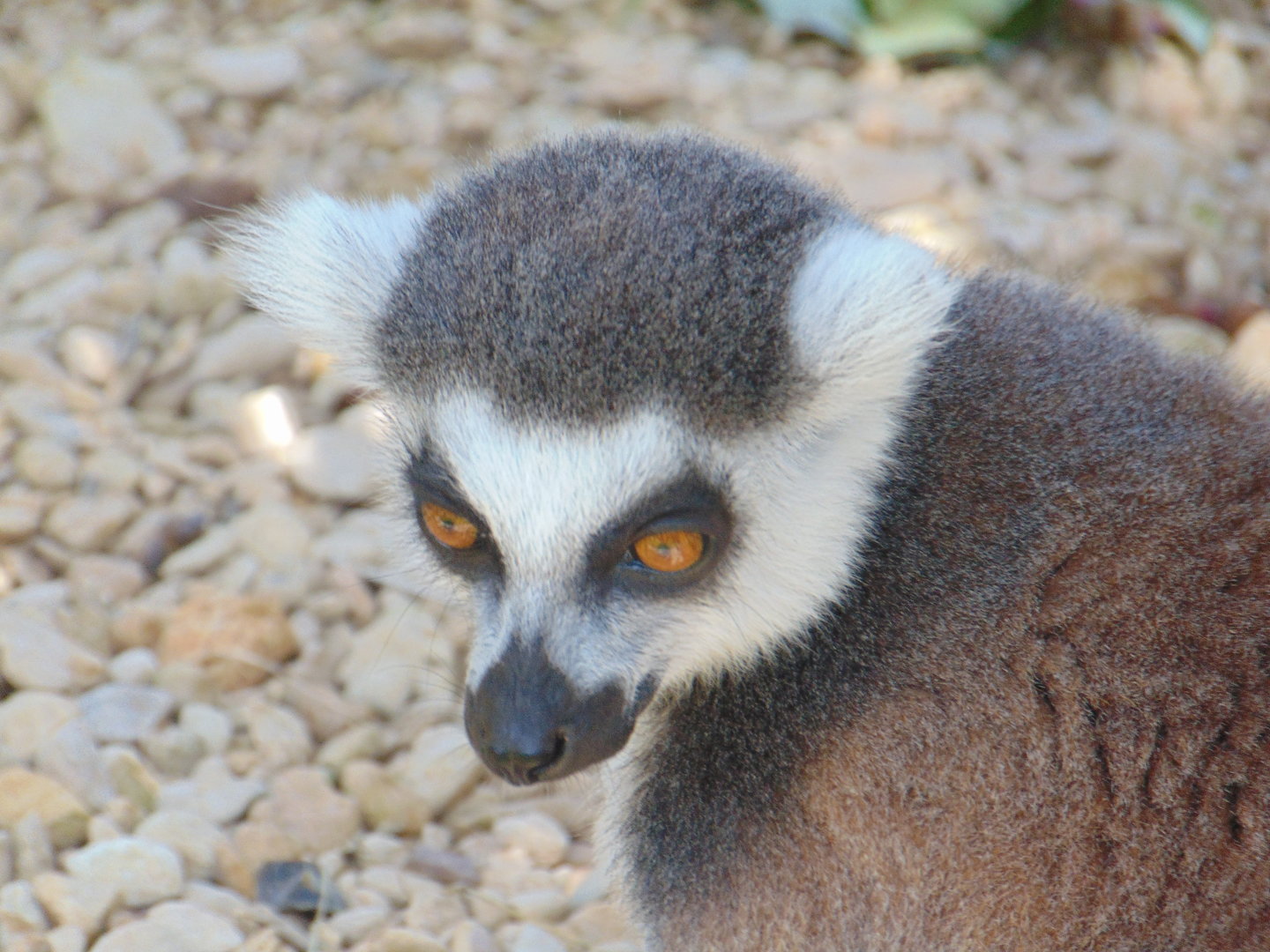 Ring-tailed Lemur