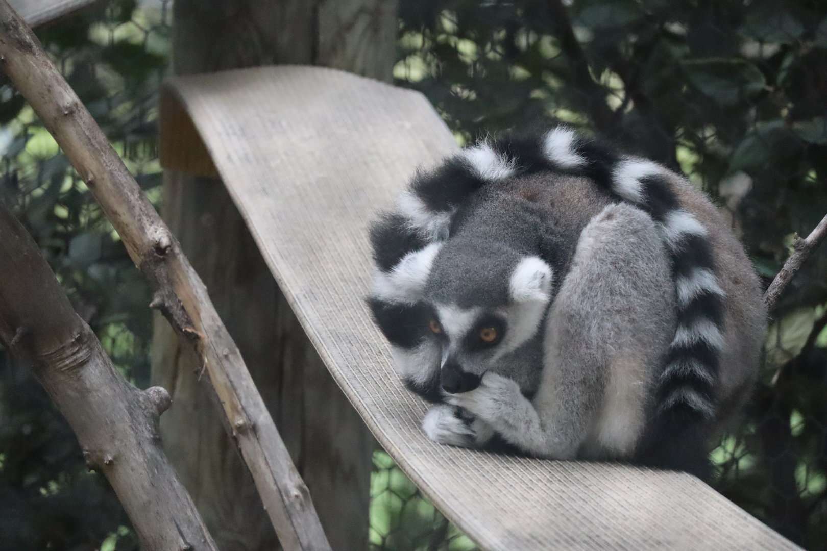 Ring Tailed Lemur