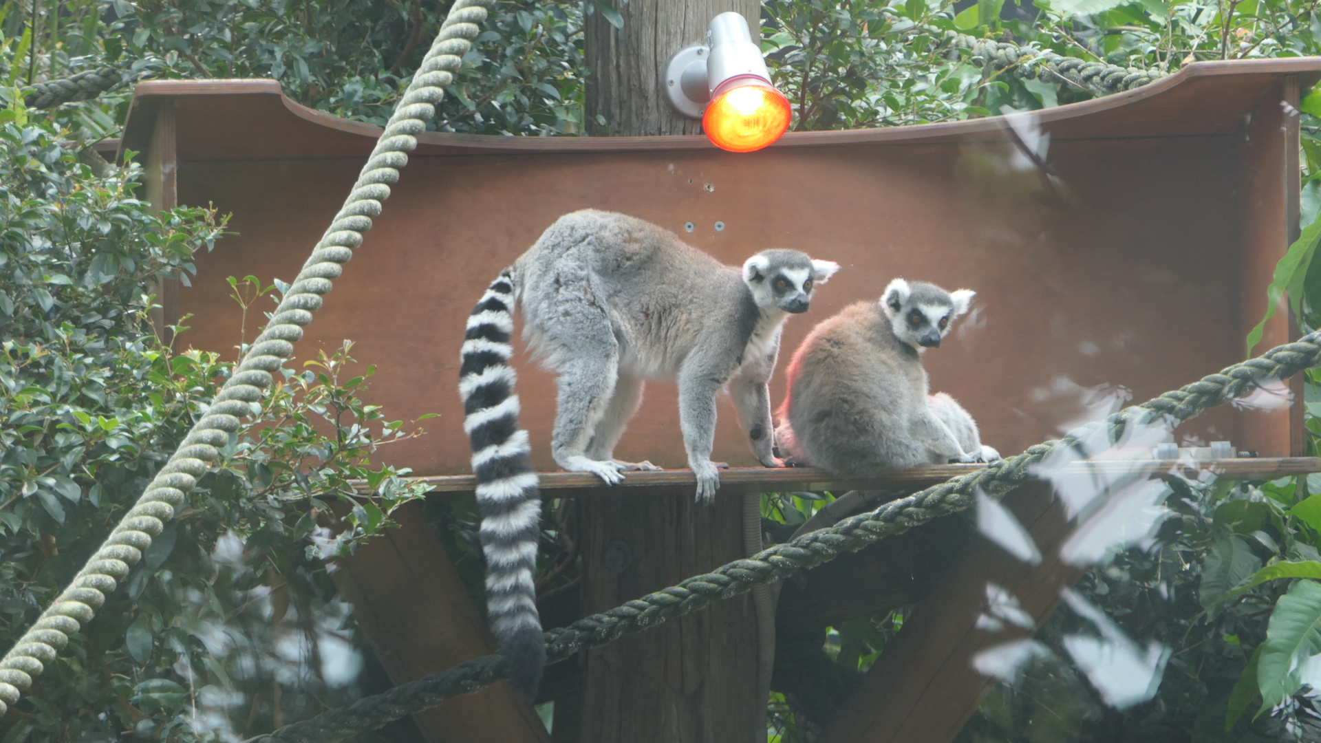 Ring-tailed Lemur