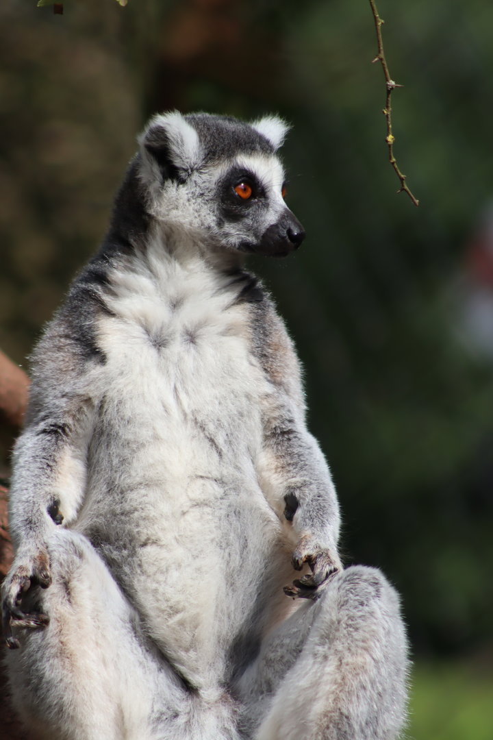 Ring-tailed Lemur