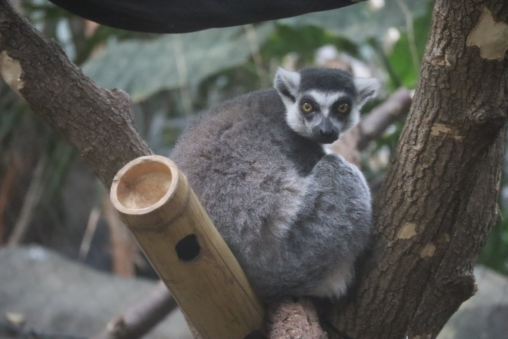 Ring Tailed Lemur