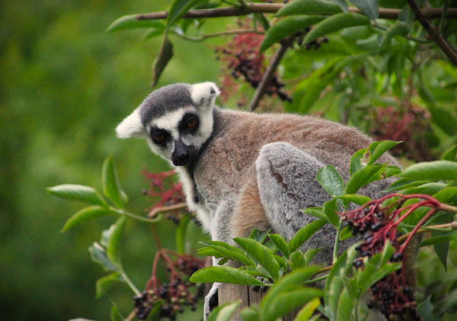 Ring-tailed Lemur