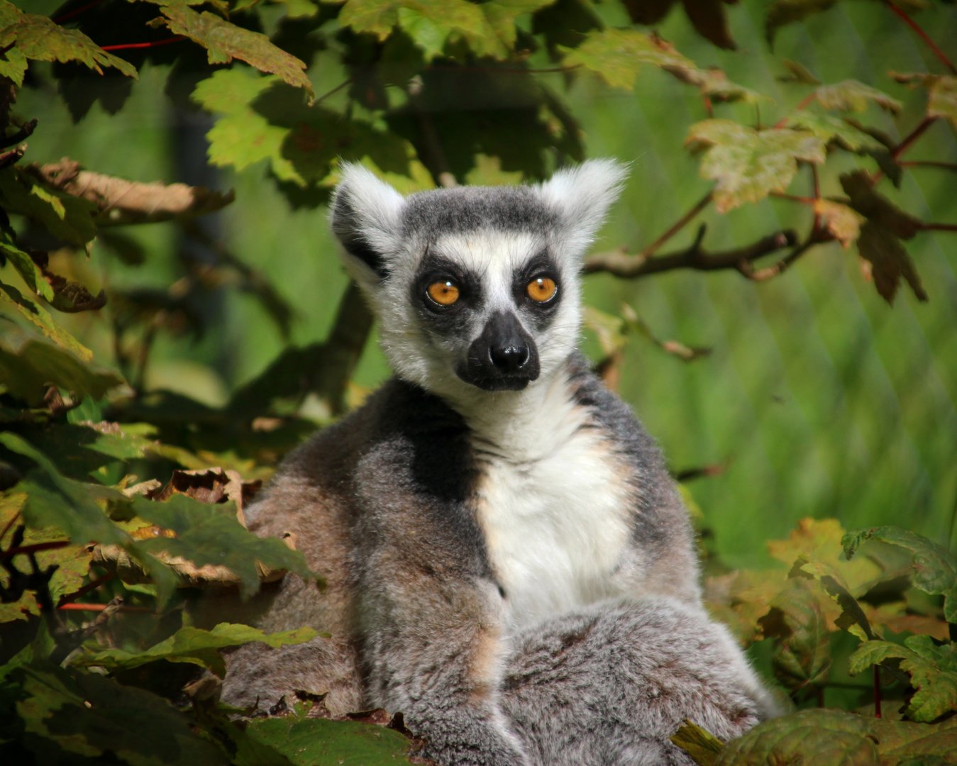 Ring-tailed Lemur