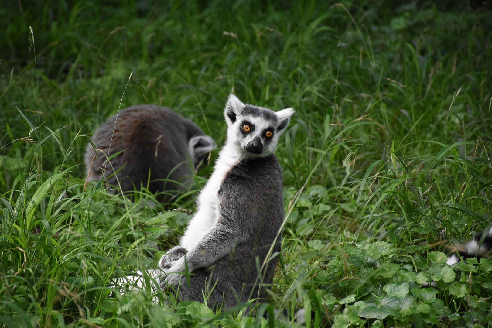 Ring-tailed lemur