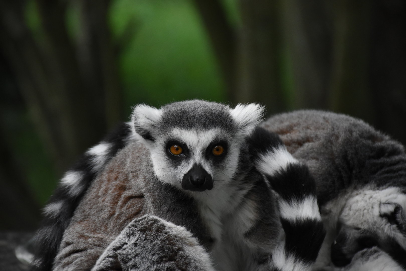 Ring-tailed lemur