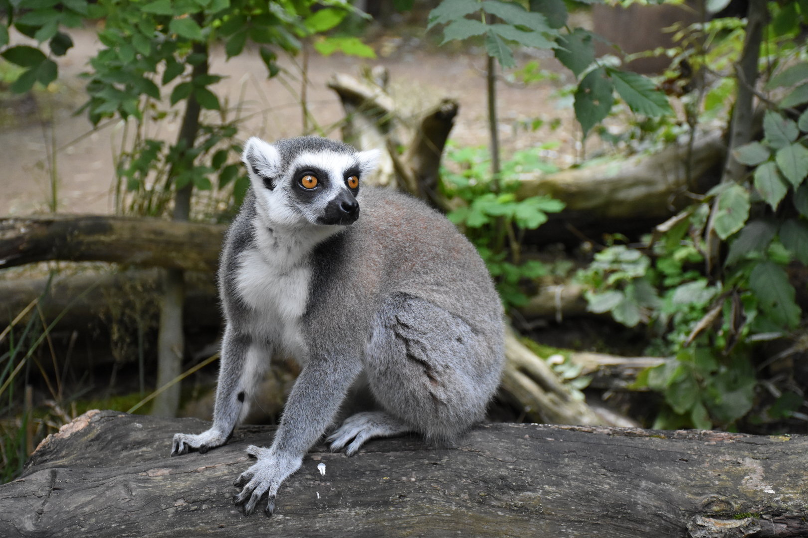 Ring-tailed lemur