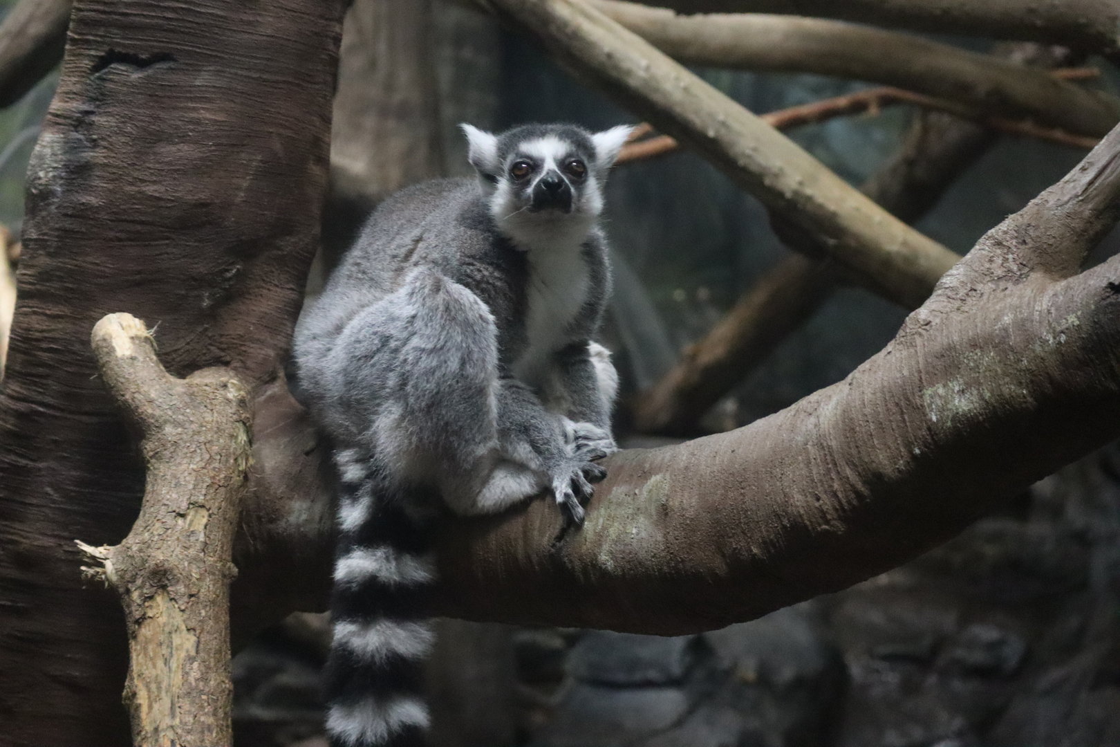 Ring Tailed Lemur