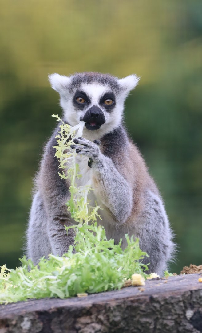 Ring-tailed Lemur
