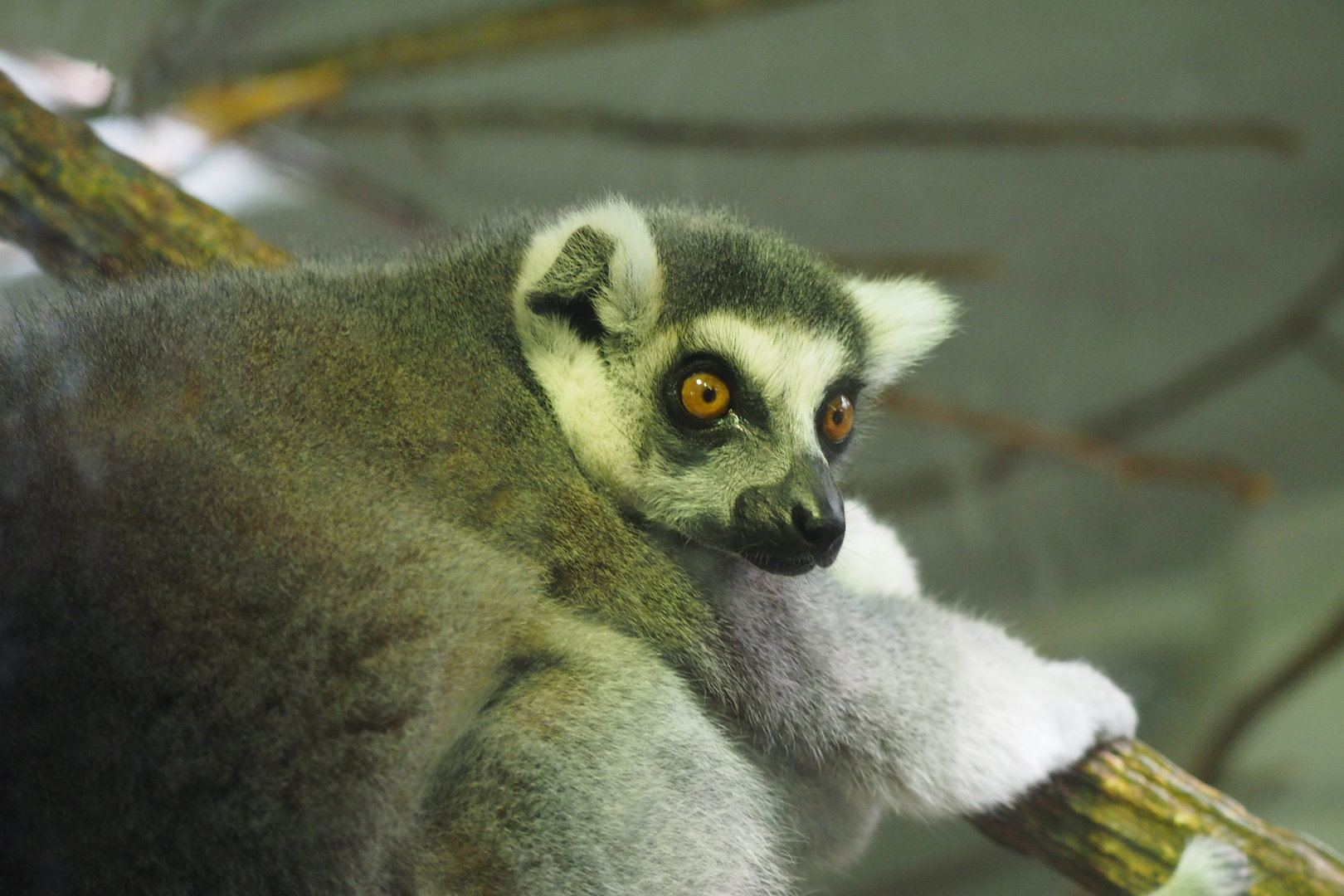Ring-Tailed Lemur