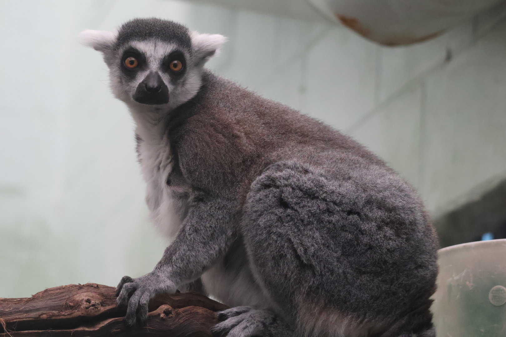 Ring Tailed Lemur
