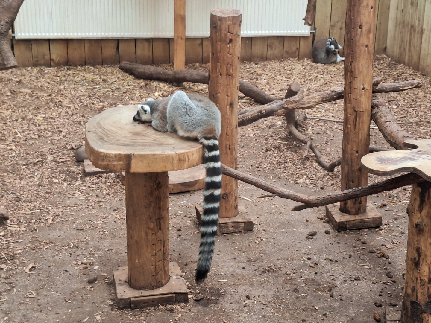 Ring-tailed Lemur