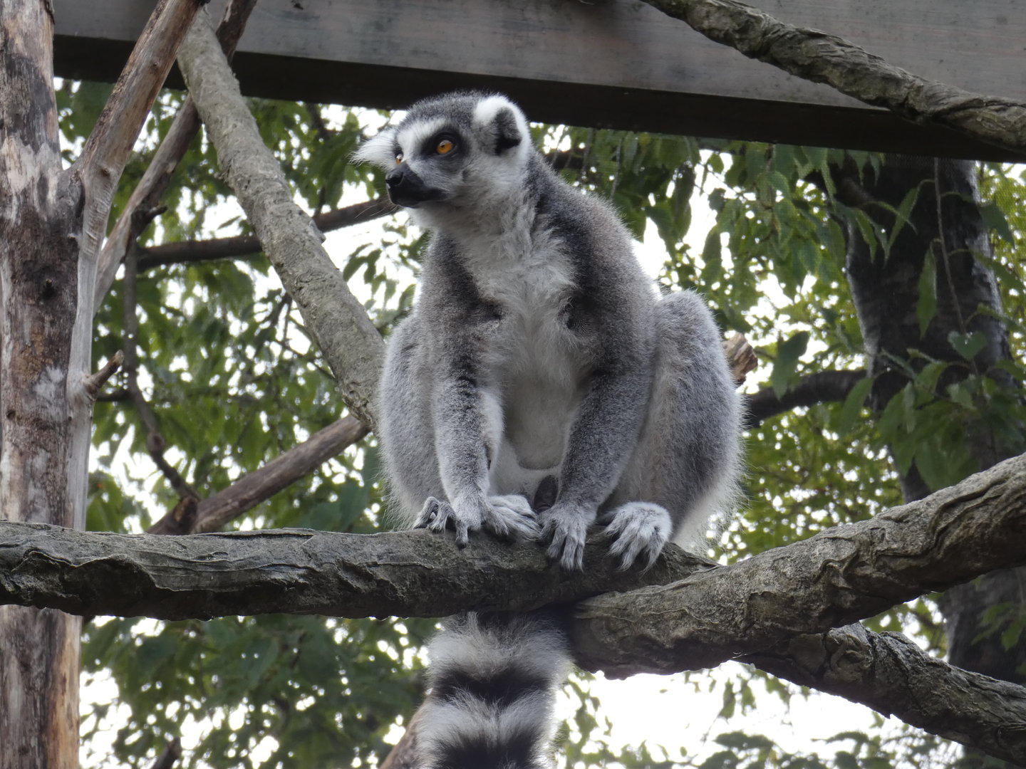 Ring-tailed lemur