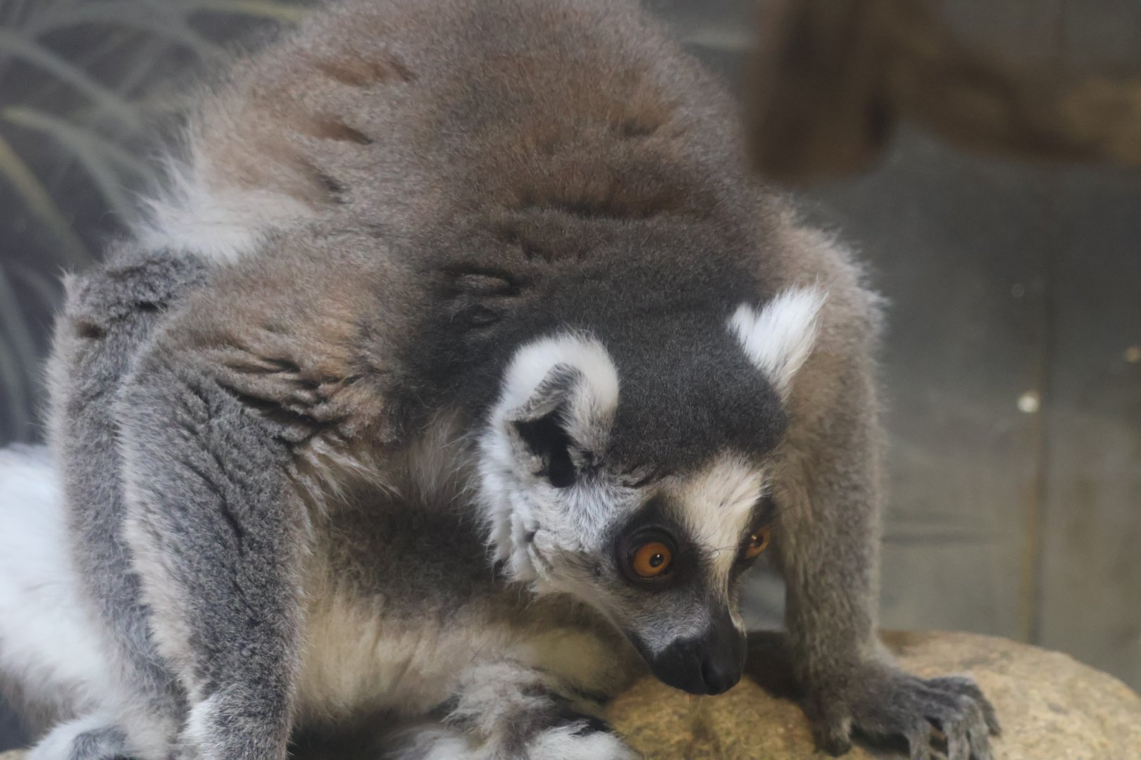 Ring Tailed Lemur