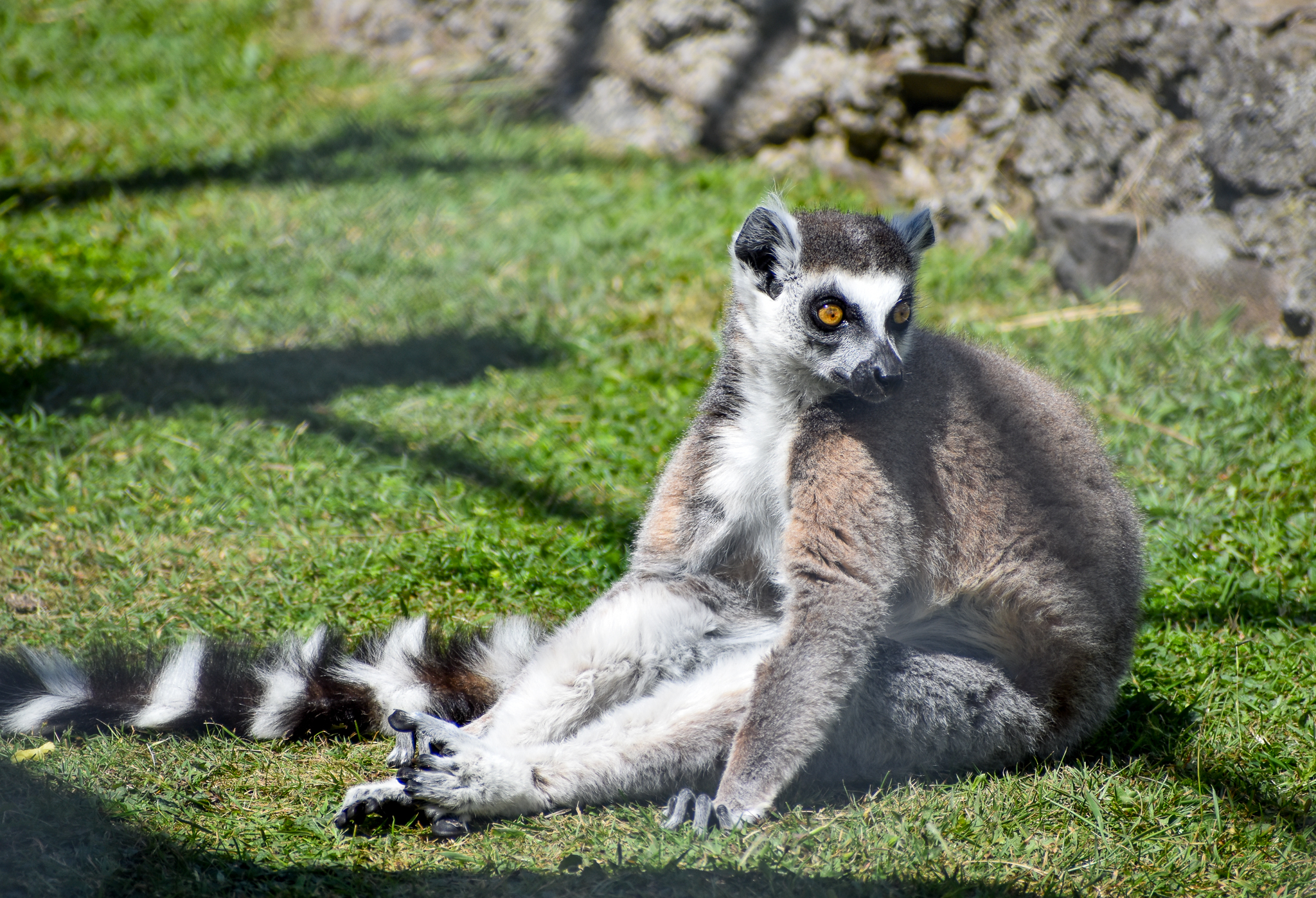 Ring-tailed Lemur