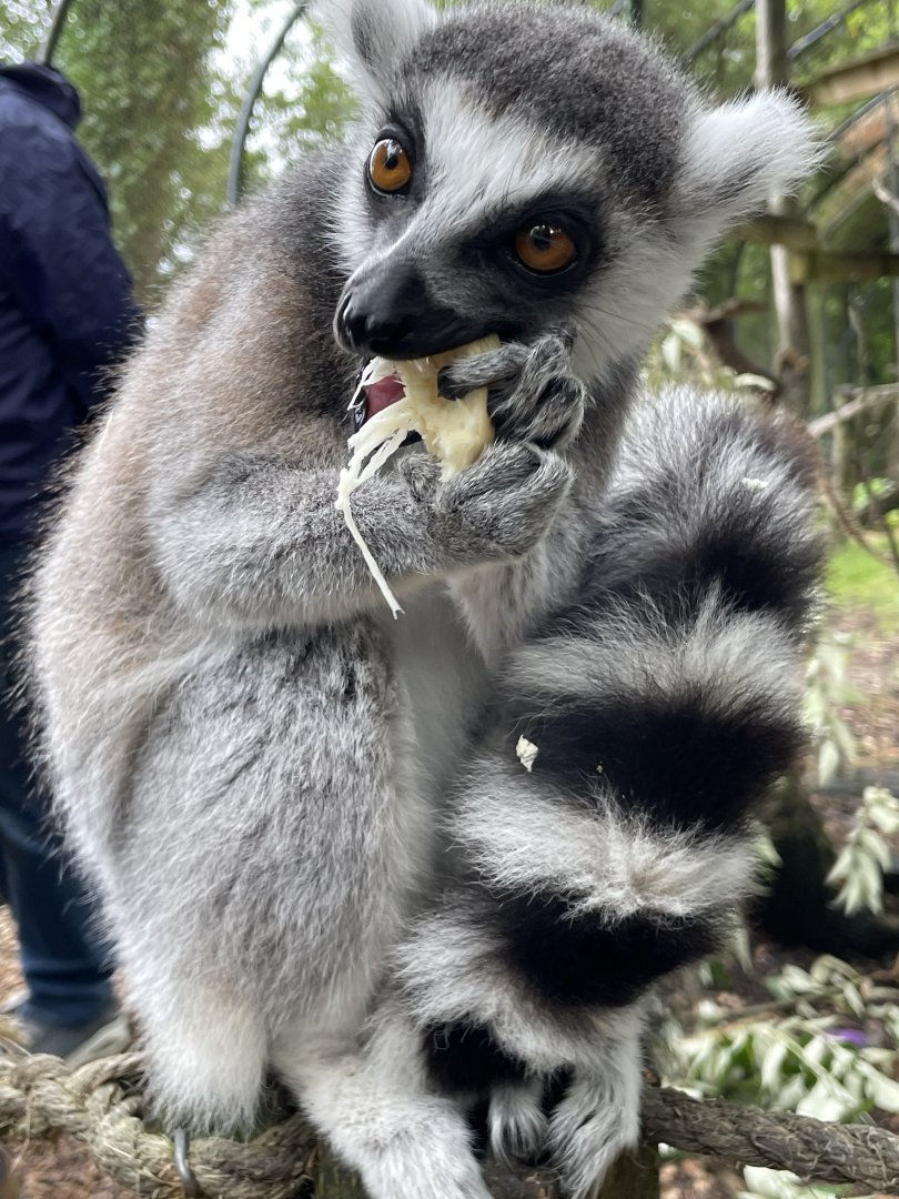 Ring-Tailed Lemur