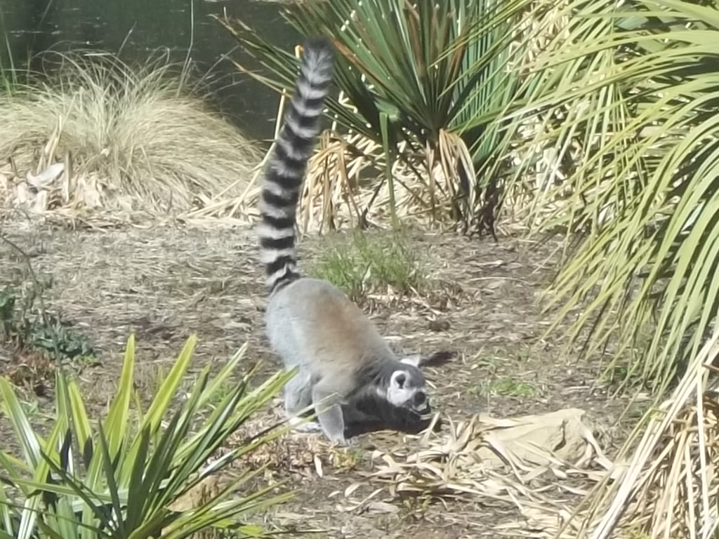 Ring-tailed Lemur