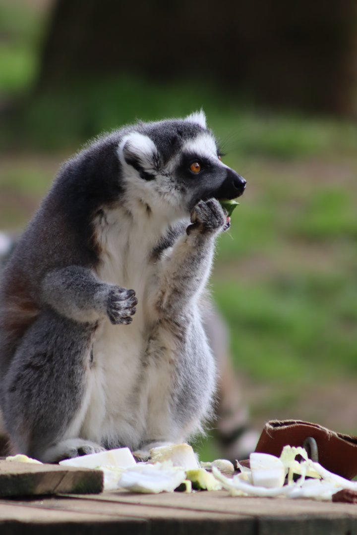 Ring-tailed Lemur