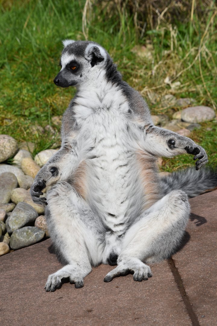 Ring-tailed lemur