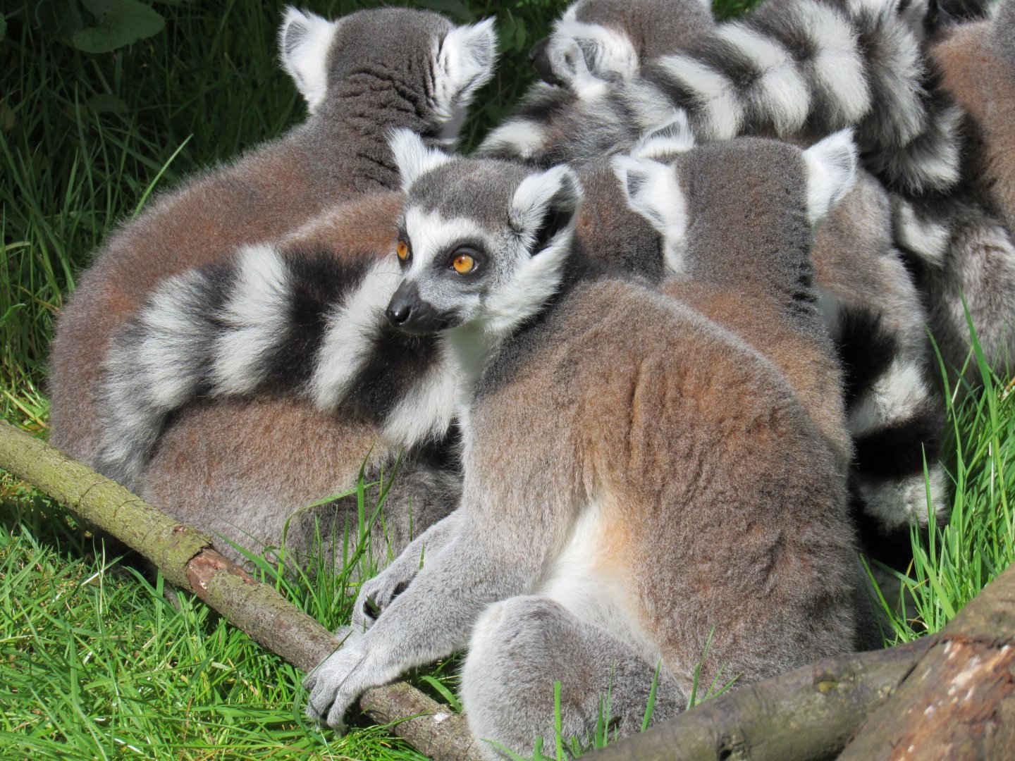 Ring-tailed lemur
