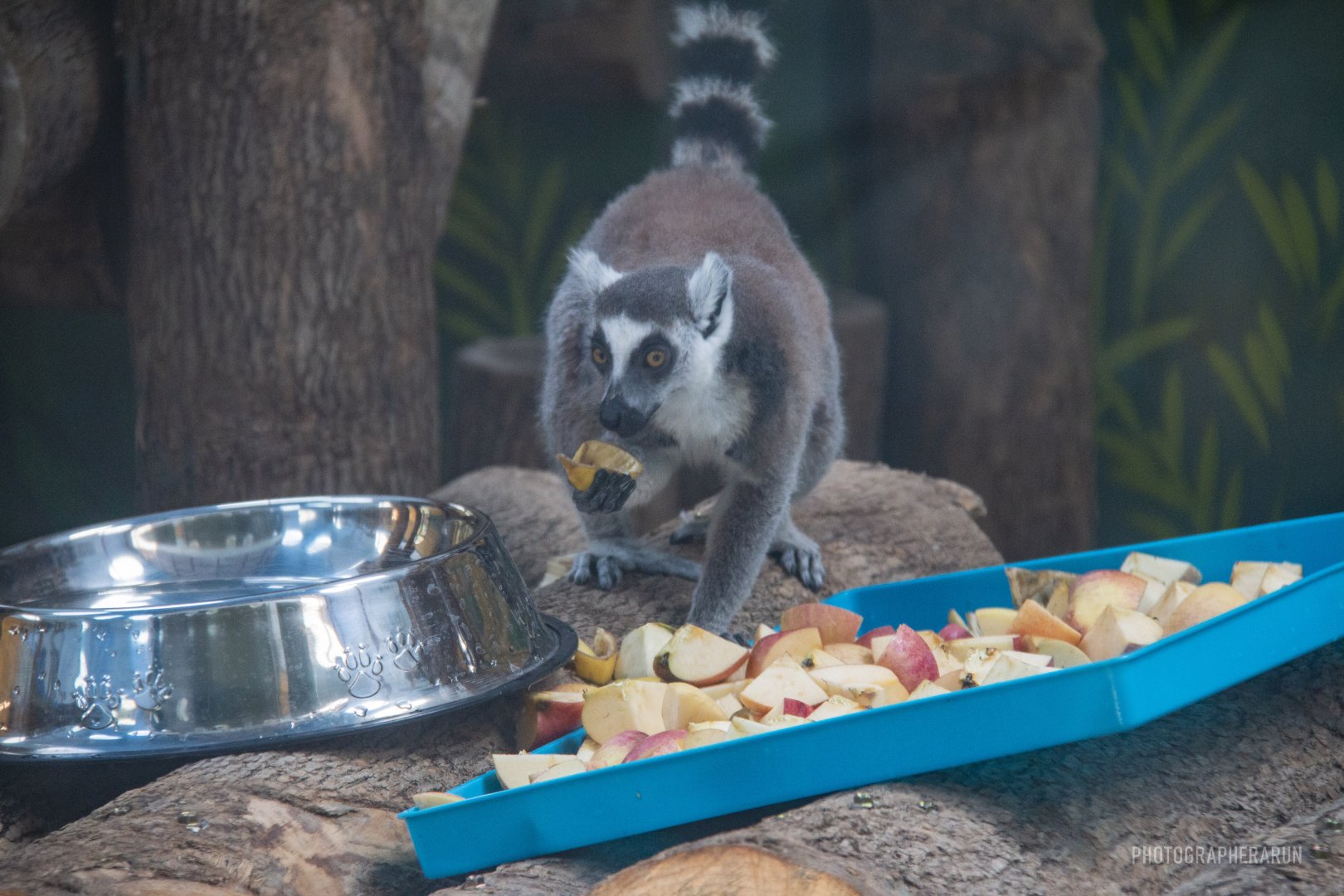 Ring-tailed Lemur