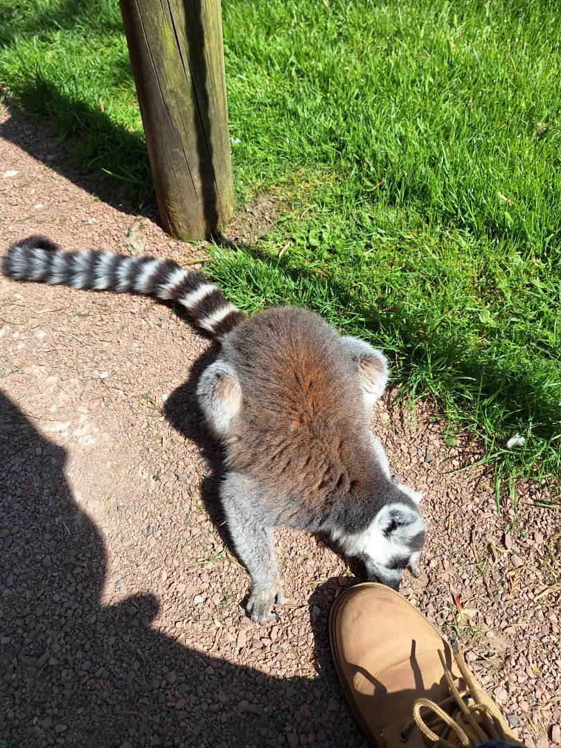 Ring-tailed Lemur
