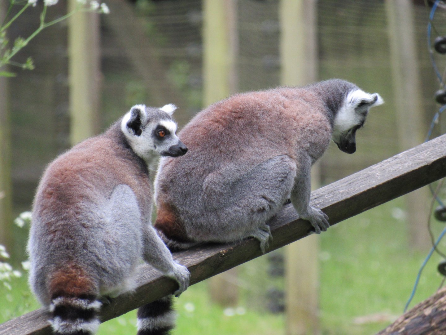 Ring-tailed lemur