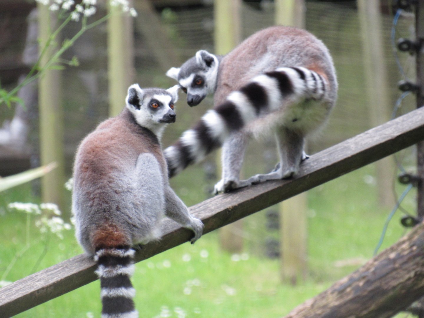 Ring-tailed lemur