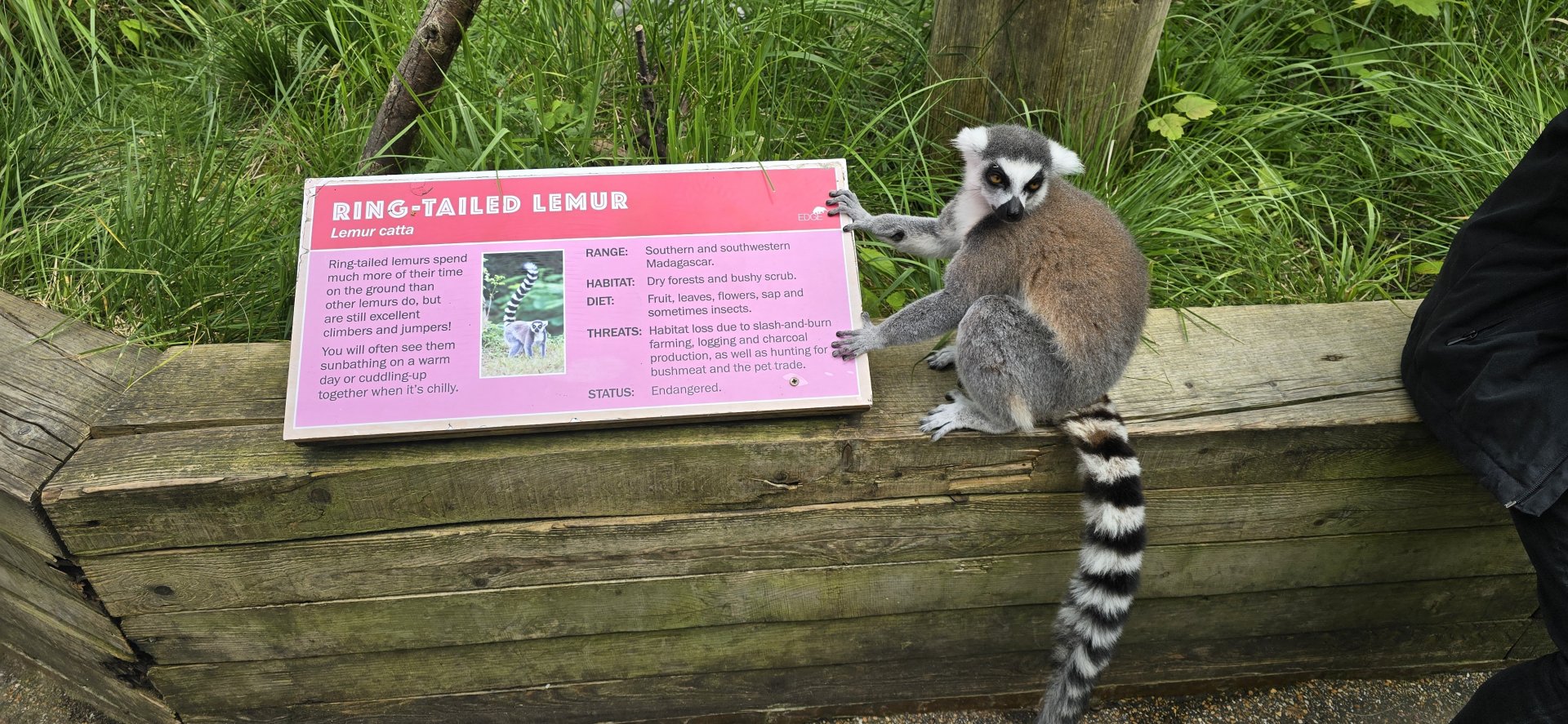 Ring tailed lemur
