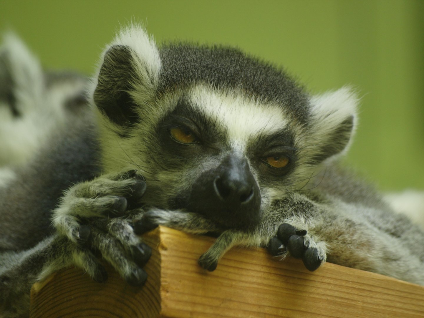 Ring-tailed lemur