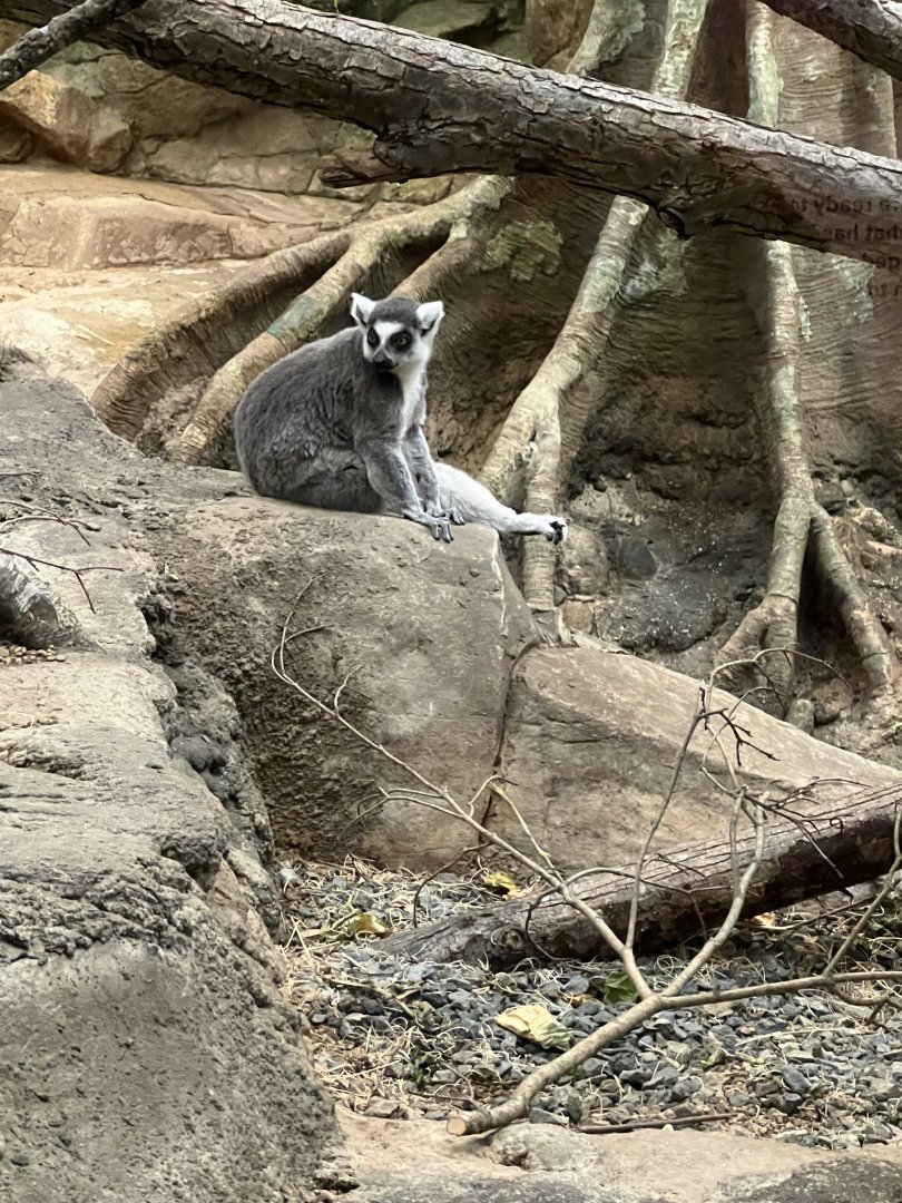 Ring-Tailed Lemur