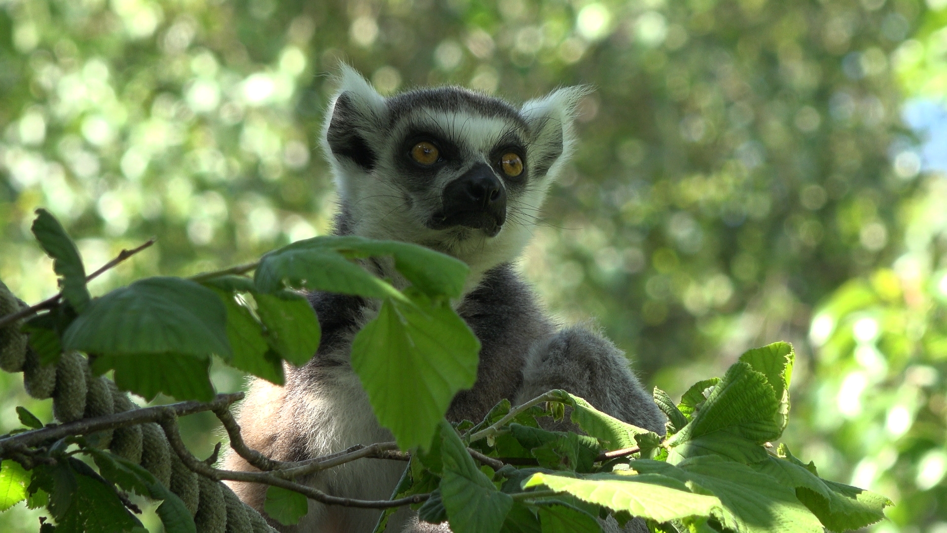 Ring-tailed lemur