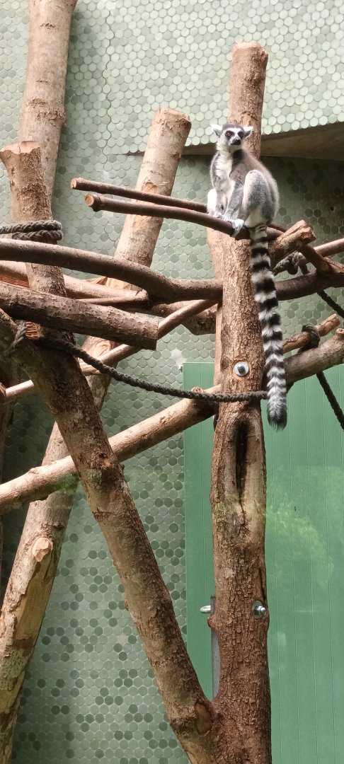 Ring tailed Lemur