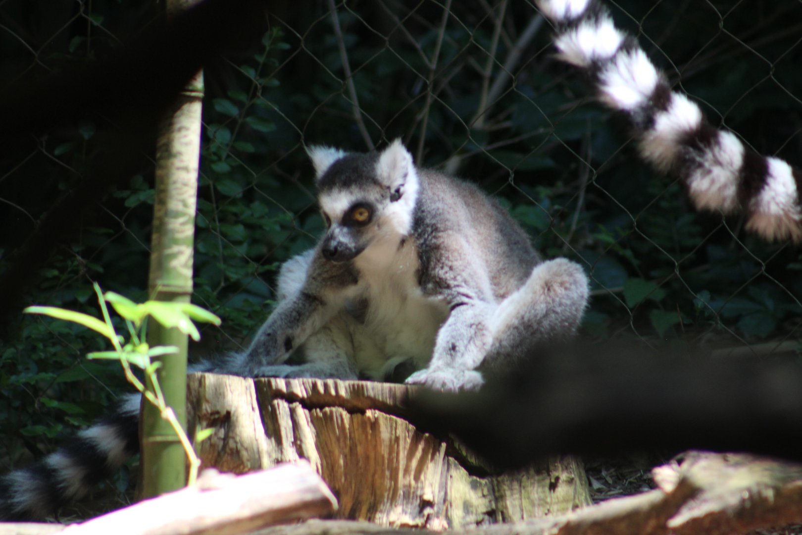 Ring-tailed lemur